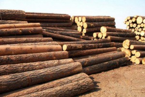 俄罗斯西伯利亚地区2019年木材出口额缩减近1%