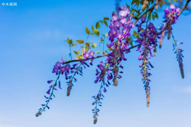 紫藤：紫藤挂云木，花蔓宜阳春