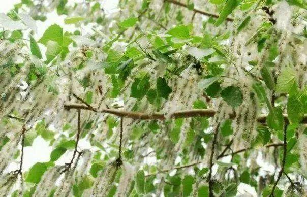如今北京城每年春天都会因几十万株雌白杨而飞絮满天