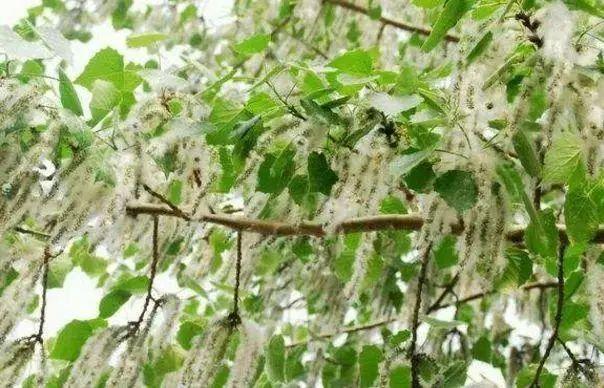 如今北京城每年春天都会因几十万株雌白杨而飞絮满天