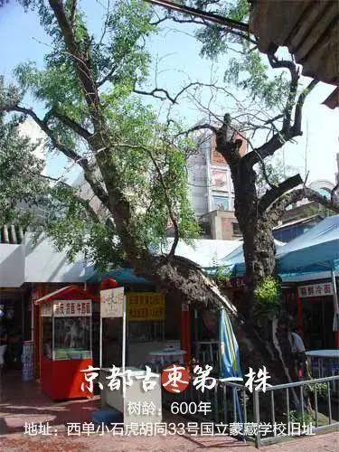 在北京，号称“枣树王”的就有三株
