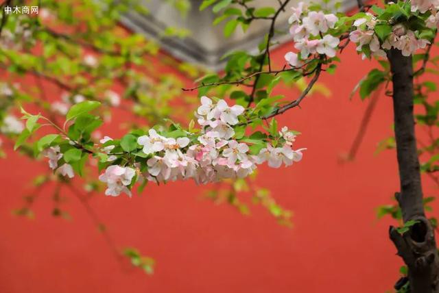 前不种桑 后不种柳 看看老北京植树种花都有什么讲究 图文介绍 中木商网 文化