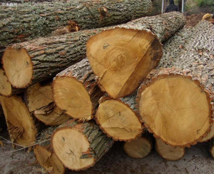 日照凯帝工贸林场直供进口欧洲白橡原木量大优