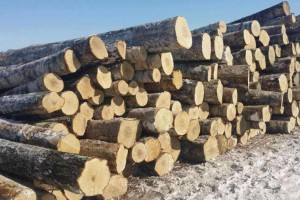 林场直供进口桦木原木,乌克兰樟子松原木大量供应