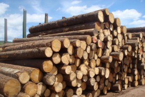罗马尼亚白松原木各种径级接受预定