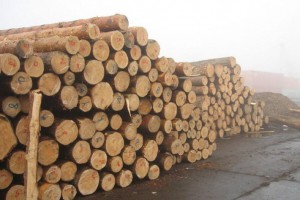 大量供应精品优质乌克兰樟子松原木