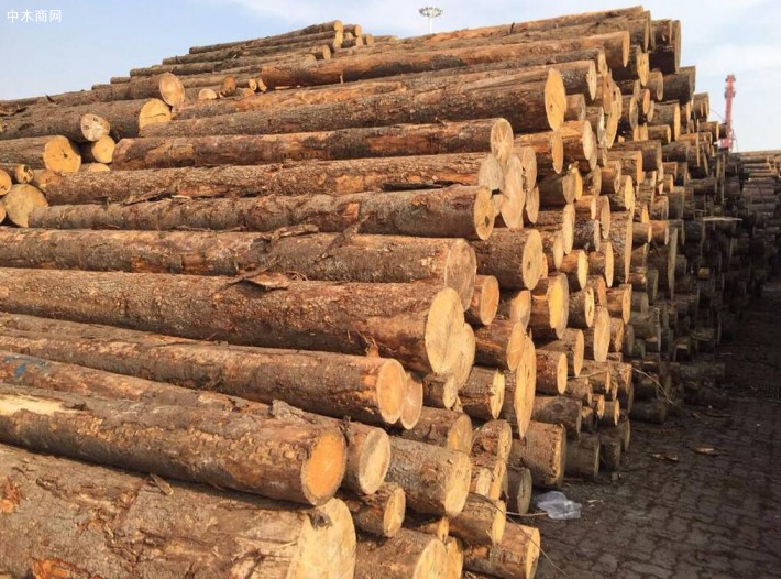 优质白松原木,进口精选樟松原木大量供应规格齐全