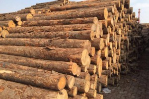 优质白松原木,进口精选樟松原木大量供应规格齐全