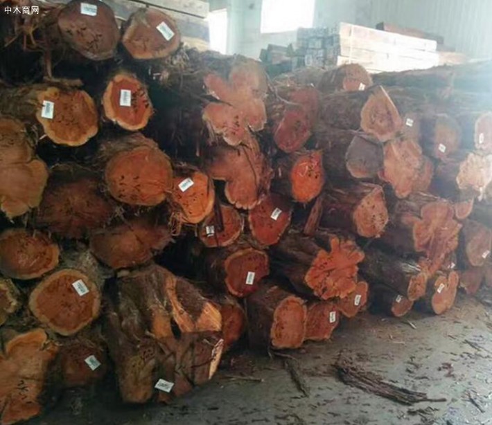优质的红心油柏木原木大量供应