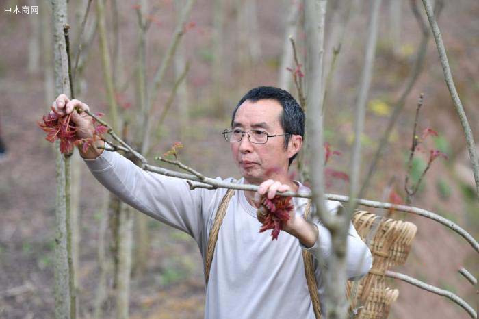 “中国香椿第一县”迎丰收季 5万椿农忙香椿芽价格