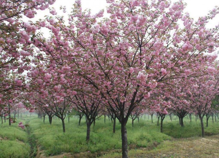 樱花花卉苗木价格