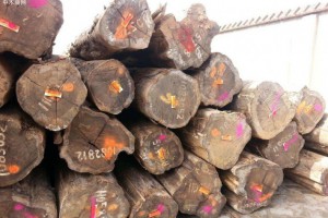 南美铁木豆原木均是砍伐两周内新木