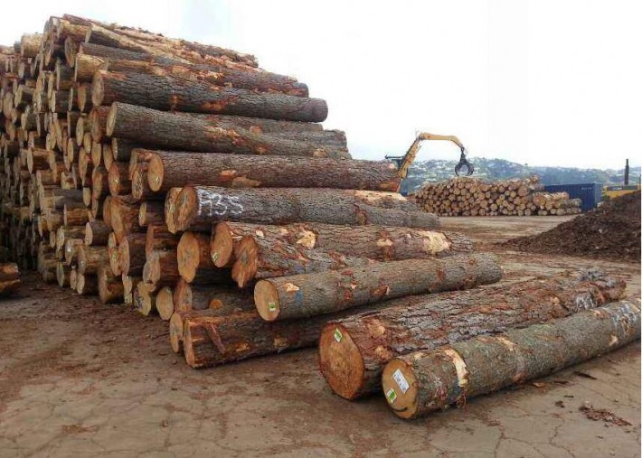中国木材加工和进口在俄罗斯的当下处境如何