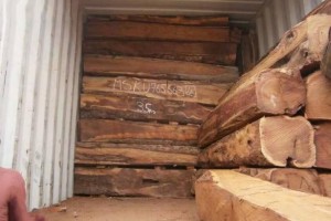 宁波三瑞国际贸易非洲黄花梨原木大方高清图片