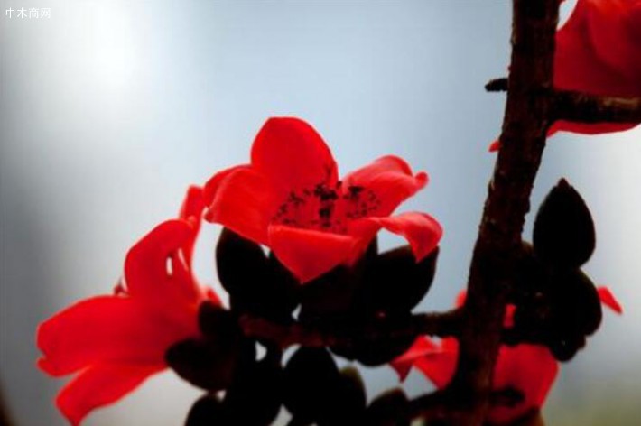 早春二月,木棉花苞炸开赤红的花瓣火苗一样蹿出