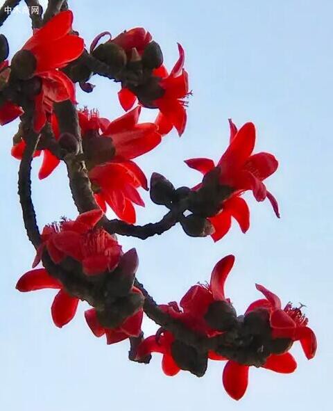 早春二月,木棉花苞炸开赤红的花瓣火苗一样蹿出价格