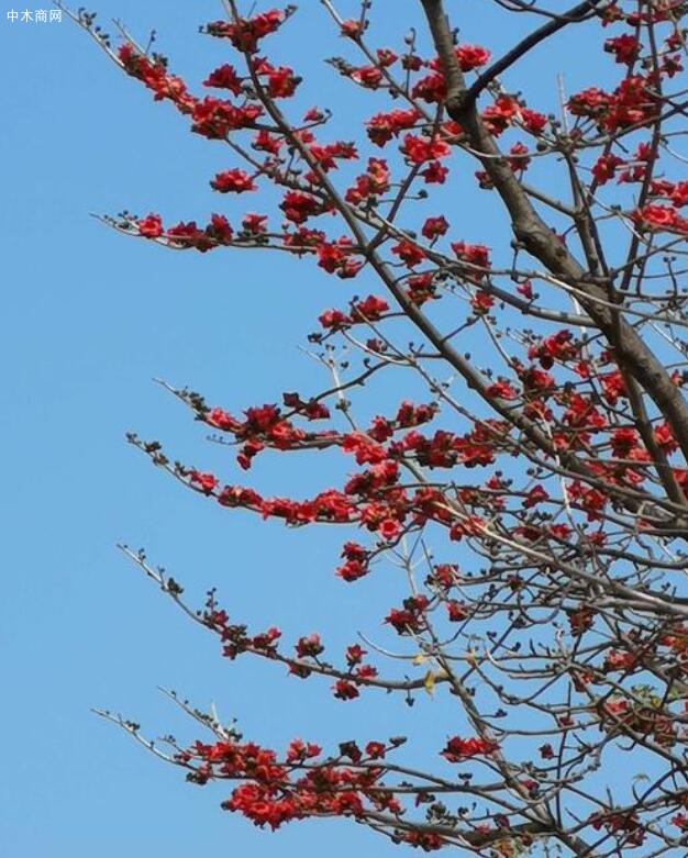 早春二月,木棉花苞炸开赤红的花瓣火苗一样蹿出图片
