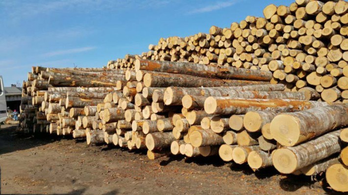 新冠肺炎疫情下,俄罗斯木材出口商被迫改变战略并寻找新的市场