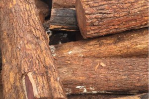 莫桑比克木材对中国原木出口增长