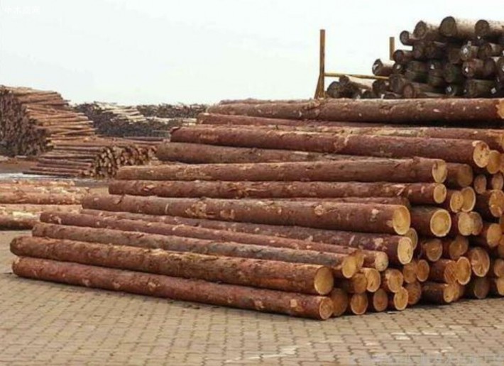 山东木材市场价格行情_2020年3月19日