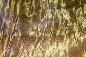 加纳虎斑楝_木材树种详解