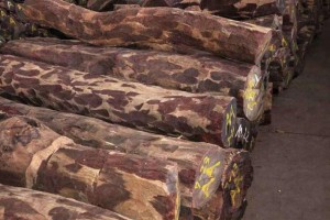赞比亚血檀原木厂家批发价格