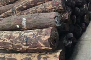 赞比亚血檀原木厂家批发价格图2