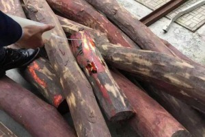 赞比亚血檀原木直径20-30长度2米-3米