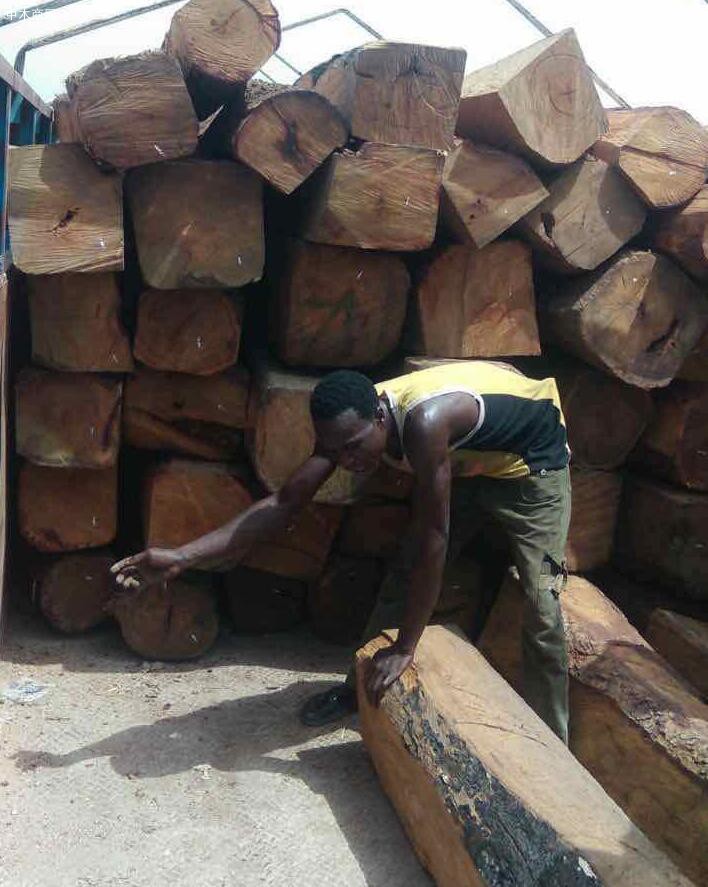  非洲尼日利亚锦程木业亚花梨原木大方高清图片