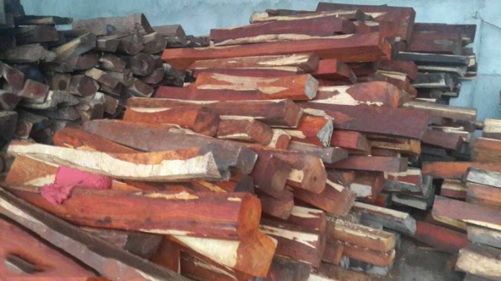 广州南美洲木业微凹黄檀原木大方高清图片