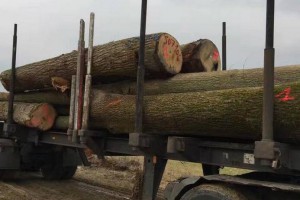 欧洲白橡木原木厂家直销