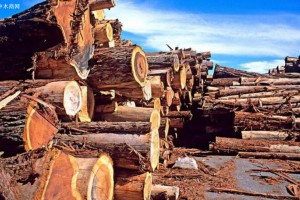 贵港金融支持推动木材企业复工复产