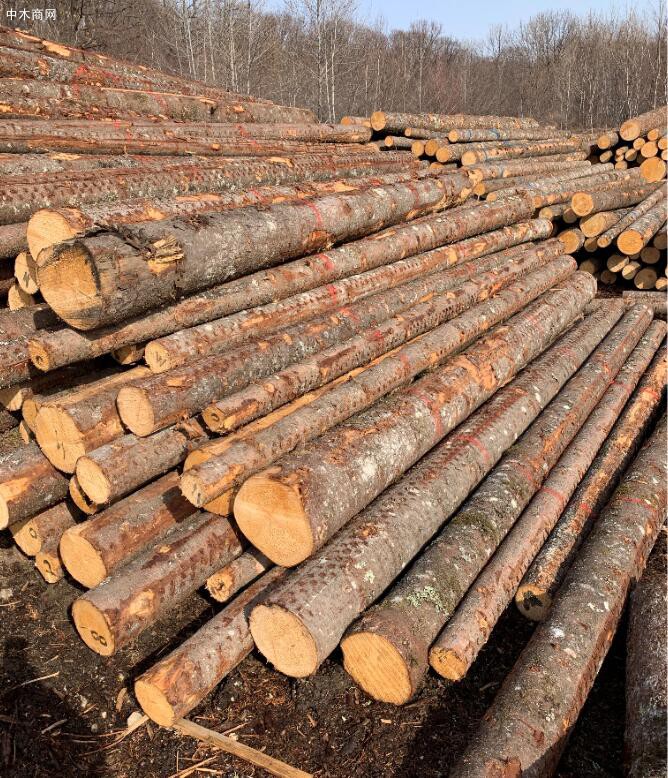 同江俄罗斯白松原木价格多少钱一立方米