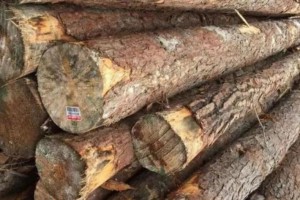 东莞黄松原木,美国南方松原木厂家货源稳定