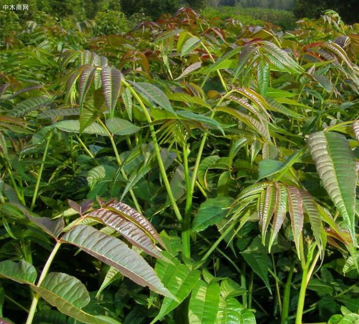 香椿芽很贵吗 香椿树值钱吗 我家有好几颗香椿大树 图文介绍 中木商网 香椿木 椿木 木材种类 名词