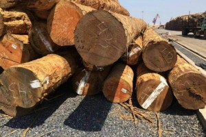 免税到位之前,美国南方松木材进口商表示不会下新订单
