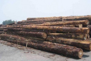 欧洲云杉原木原产地批发价格