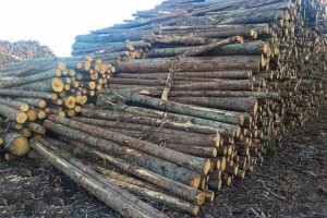厂家直销爱沙尼亚桦木原木,烘干桦木直边板材