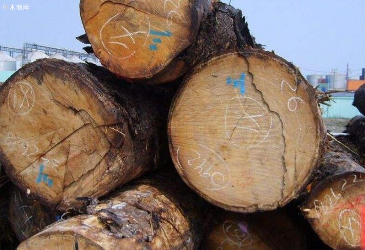 专业批发芬兰赤松原木长期大量批发