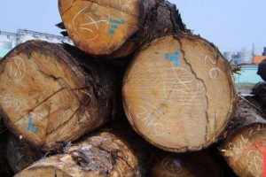 专业批发芬兰赤松原木长期大量批发
