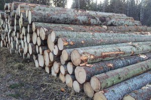 北欧林业公司（爱沙尼亚）欧洲云杉原木高清图片