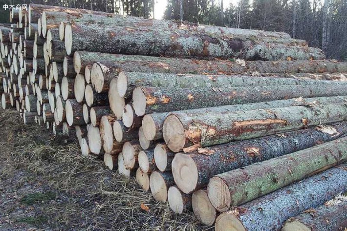 北欧林业公司（爱沙尼亚）欧洲云杉原木高清图片