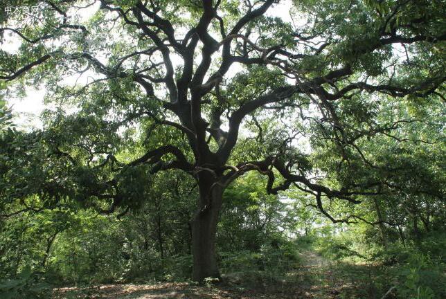 栎树的形态特征?为什么说栎树是养人养眼的多宝树?