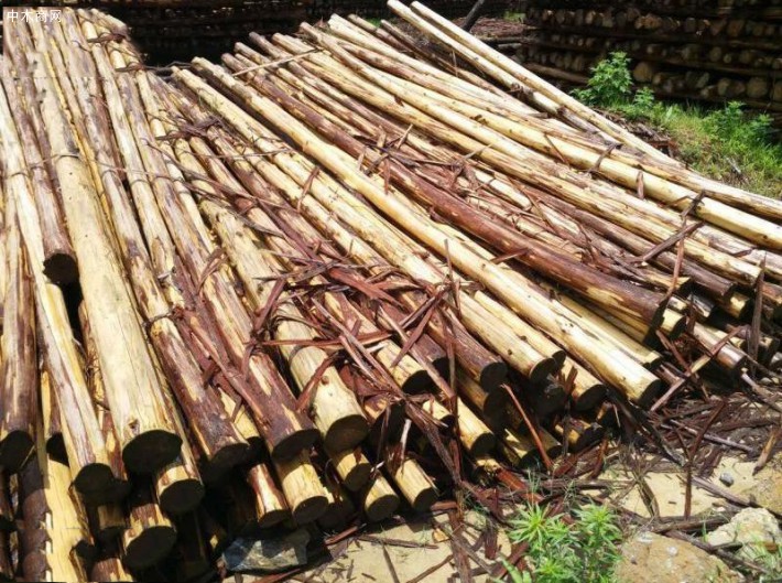 一手货源供应杉木檩条,杉木原木木材加工