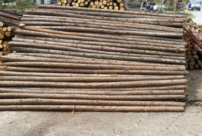 长期大量供应杉树绿化杆,杉木原木各种规格均可定制