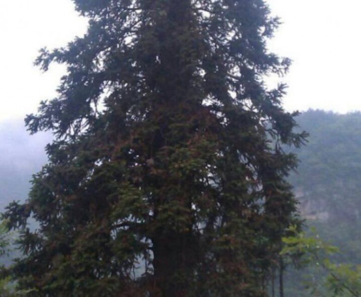 大量供应15米尾部直径为50公分以上大口径优质大型杉木原木