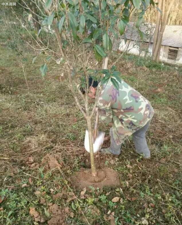 袋装桂花树苗木,移栽简单价格