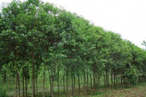 长期供应女贞树苗木,蜡树苗木品种多质量优图1