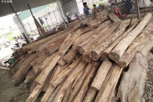 长期大量供应老挝大红酸枝原木,交趾黄檀原木