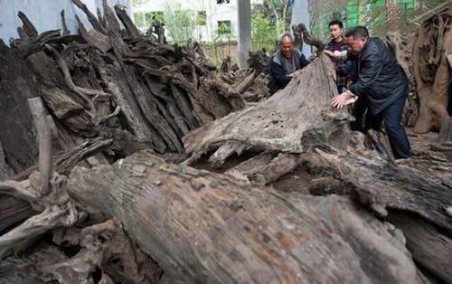 3吨极其珍贵的金丝楠木,为什么将其暴晒6年就成为普通柴火